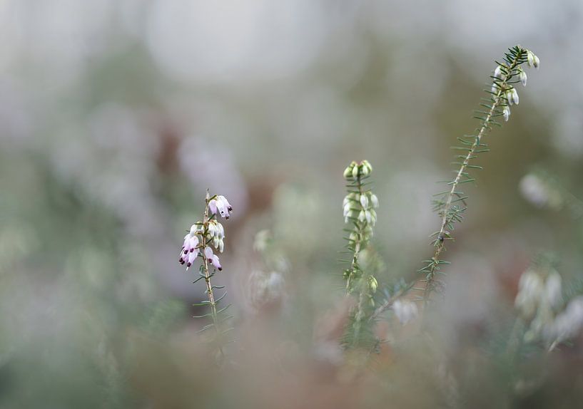 bloemen part 353 van Tania Perneel