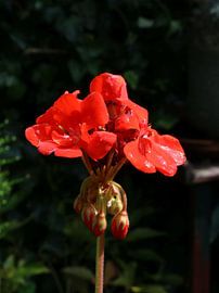 Geranienknospen im Morgenlicht von Pim van der Horst