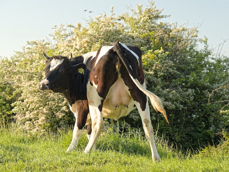 Oops Cow by BHotography