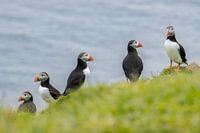 Puffins