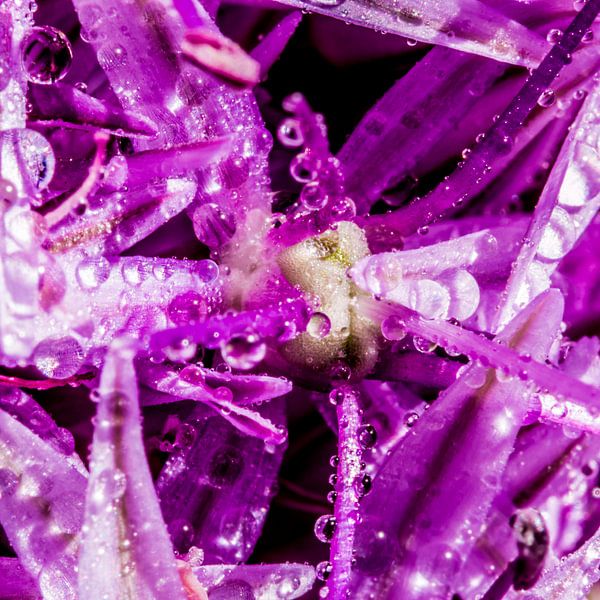 In het hart van de Allium by de buurtfotograaf Leontien
