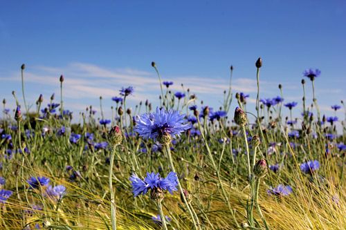 Im Kornfeld sur Ostsee Bilder