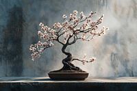 Bonsai-Baum Fotografie Mandelblüten-Stillleben