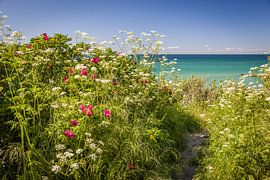 Üppig blühendes Ufer an der Ostsee