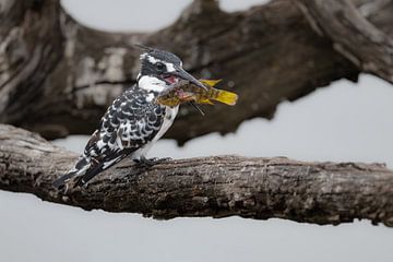 Pilanesberg-Eisvogel mit Beute