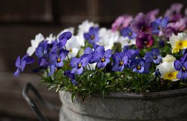 Pensées dans un pot de fleurs