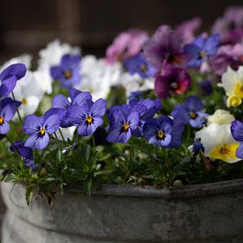 Pensées dans un pot de fleurs sur Ulrike Leone