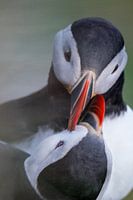 Puffins