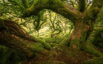 De meest spookachtige plek op Dartmoor van Loris Photography