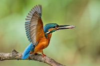 Kingfisher with fish