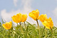 Souffler des tulipes dans l'herbe