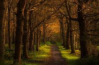 Natuurbos Ennemaborg