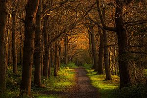 Ennemaborg Naturwald
