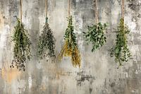 Herbes séchées sur ficelle