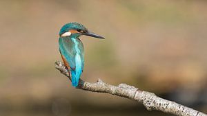 ijsvogel van Jan Heijmans