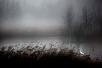 Reiher im Nebel
