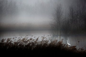 Heron in the fog