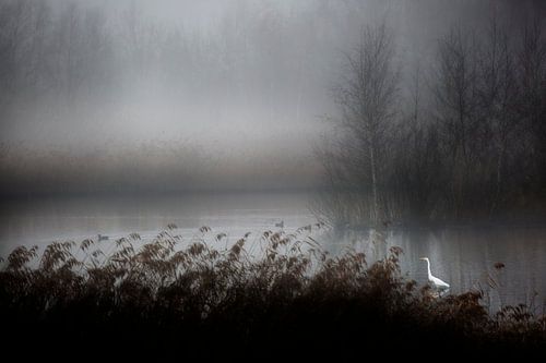 Zilverreiger in de mist