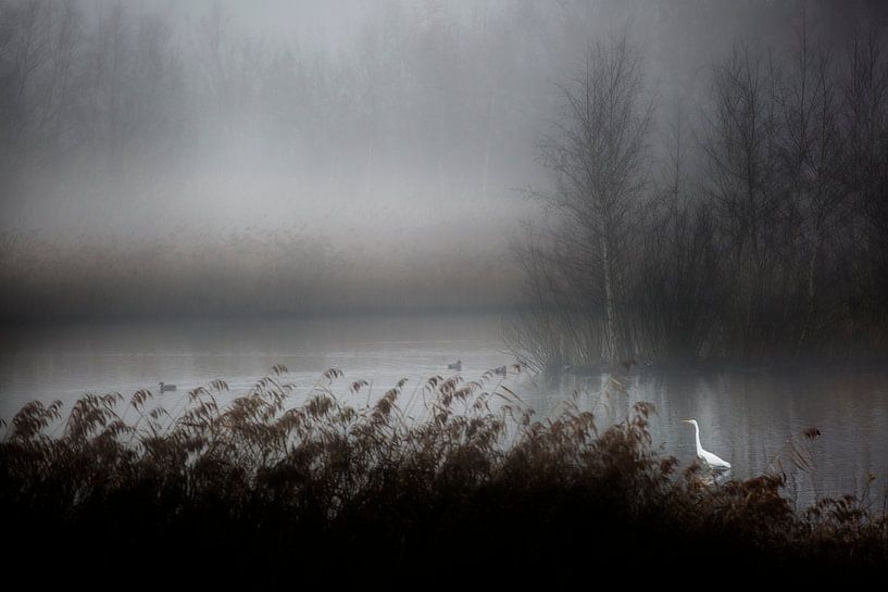 Reiher im Nebel von Esther Hereijgers