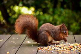 Beautiful Red Squirrel by Charlene van Koesveld