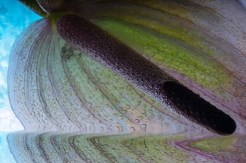 Anthurium in kristallklarem Eis 2