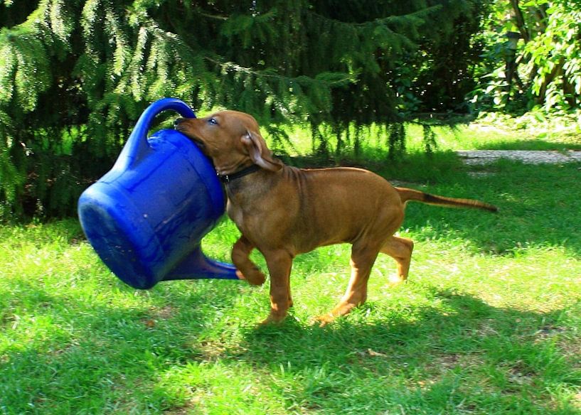 Rhodesian Ridgeback puppy by Dagmar Behrens