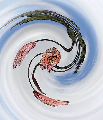 Dancing poppy in the wind by Jose Lok