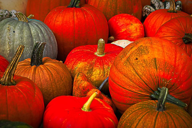 Pumpkins by Rob Boon