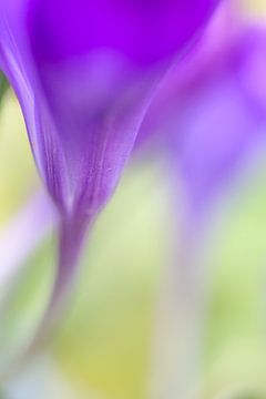 Kleurrijk detail van een krokus