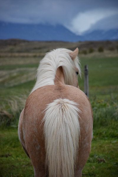 Palomino Isländer von Elisa in Iceland