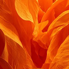 Pétales orange sous une lumière macro éclatante sur Eva Lee