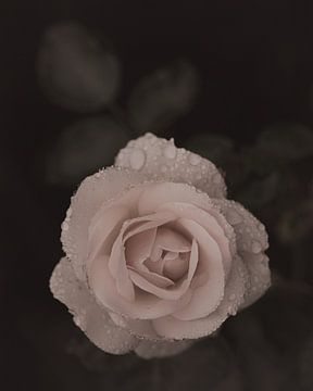 Rose  drops van Saskia Schotanus