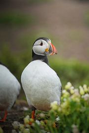 Papageientaucher von Tom Zwerver