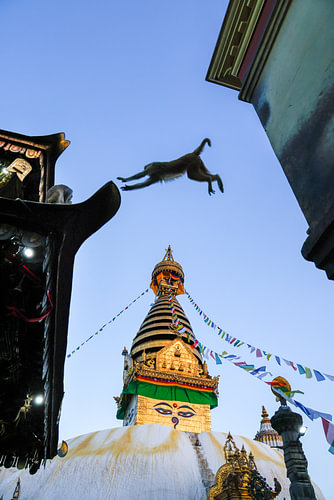 Monkey Town