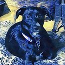 Blue Mood Dog by Dorothy Berry-Lound thumbnail