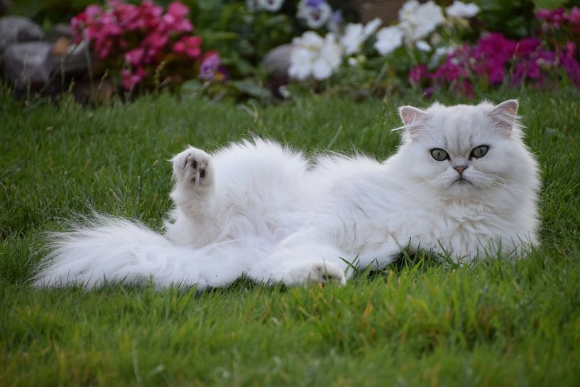 Katze, die auf Gras posiert von Petra van Engelenburcht