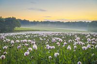Klaprozen in de vroege ochtendzon