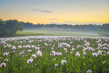 Klaprozen in de vroege ochtendzon van Maurice Welling