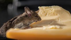 Mouse with cheese by Gerrit van Leeuwen