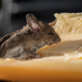 Souris au fromage sur Gerrit van Leeuwen