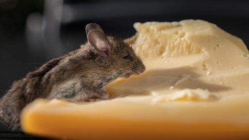 Maus mit Käse