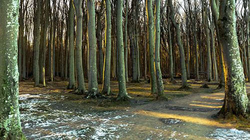 Gespensterwald Nienhagen