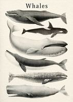 Whales Collection
