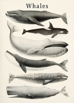 Collection Baleines sur Gal Design