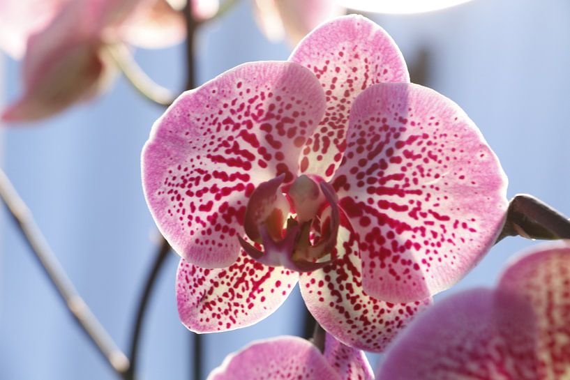 Orchidee in het licht van Cora Unk