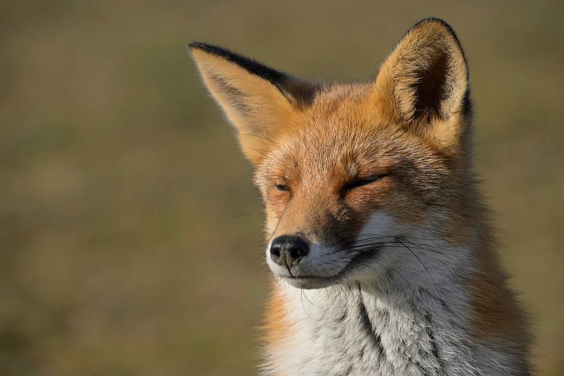 Der Fuchs im Rampenlicht von Martin Jansen