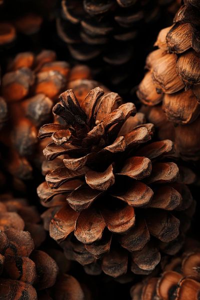 Pine cone nature by Poster Art Shop