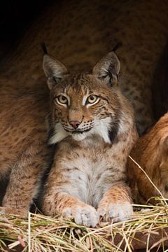 Een mooie lynx (grote kat) met mooie ogen en expressieve ogen rust op het gedroogde gras, een donker van Michael Semenov