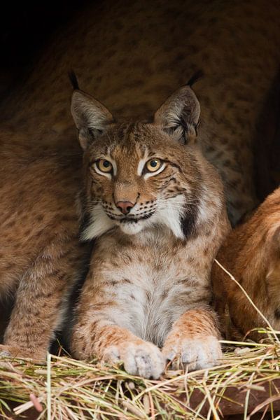 A beautiful lynx (big cat) with beautiful eyes and expressive eyes is resting on the dried grass, a  by Michael Semenov