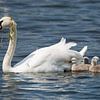 Schwanenmutter mit Küken beim Schwimmen auf dem See von Berit Kessler